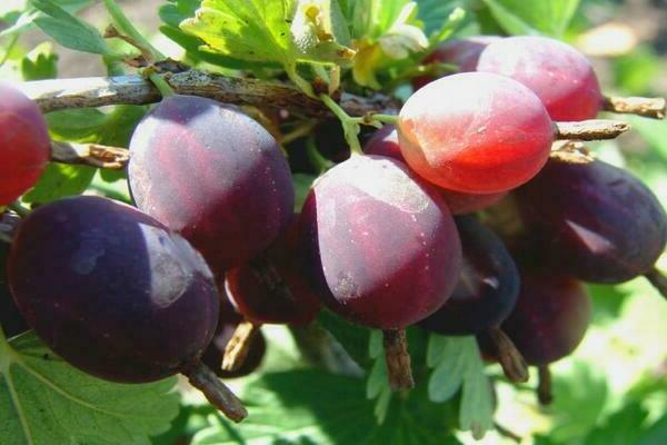 Gooseberry Date