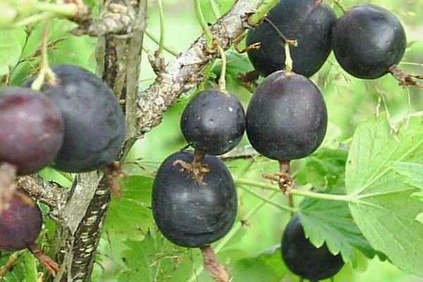 Gooseberry Date