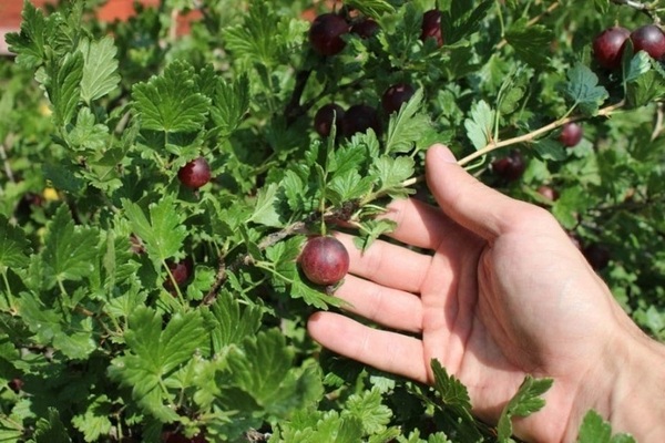 Gooseberry Date