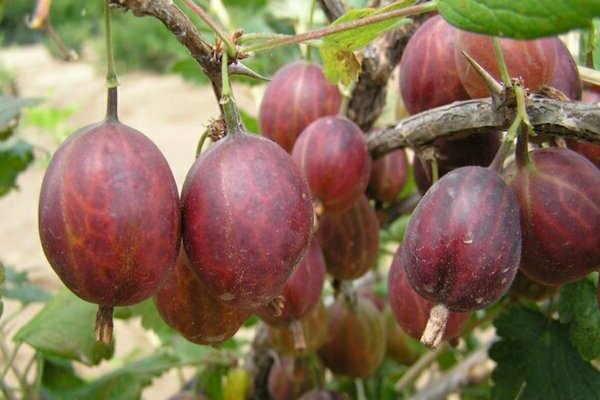 Gooseberry Date