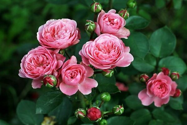 Rose floribunda