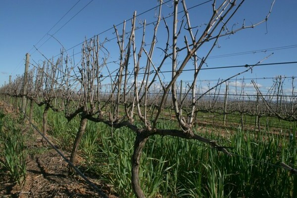 first year grape bush formation