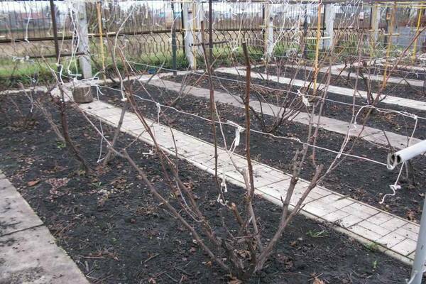 the formation of a vine bush photo