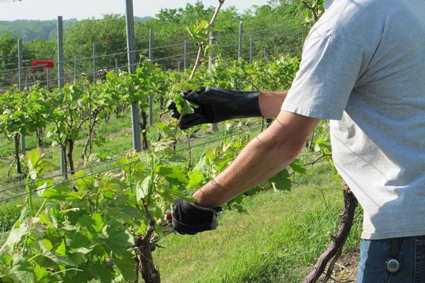 the formation of a young bush of grapes