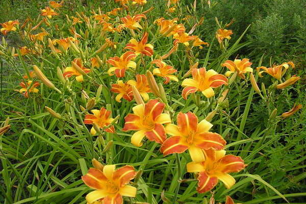 variétés d'hémérocalles