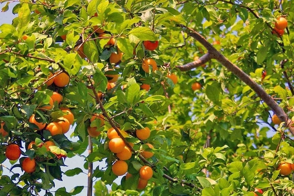 variétés d'abricots new jersey
