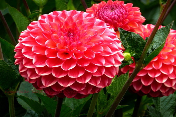 growing dahlias