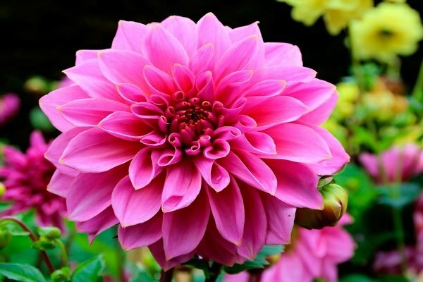 growing dahlias
