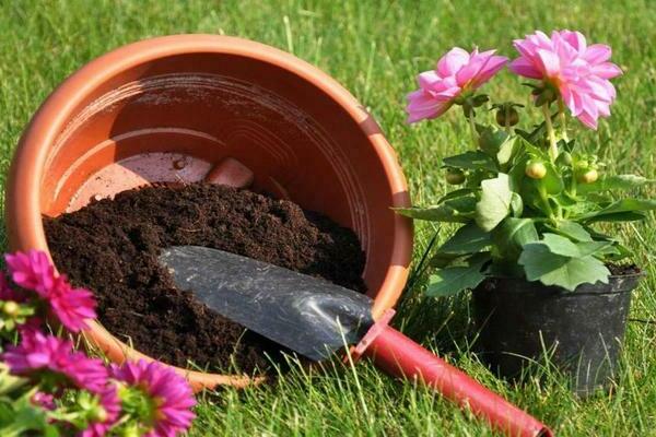 growing dahlias