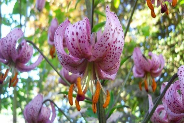 Hybrides de marchagon d'espèces de lys