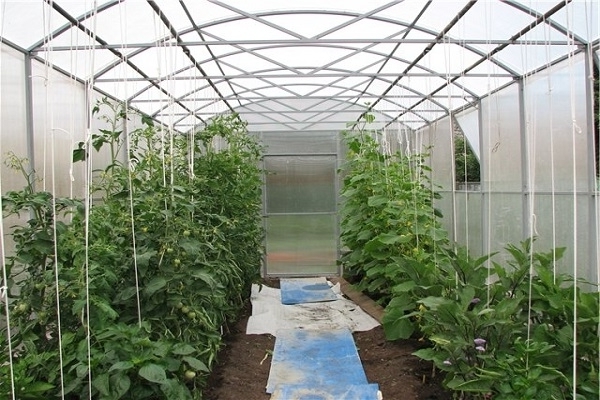 you can plant hot peppers