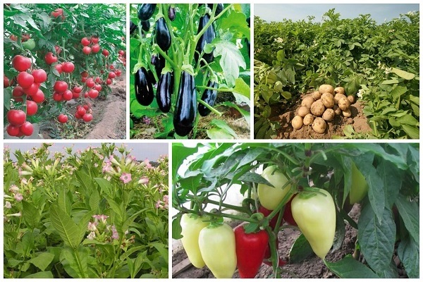 pepper can be planted next to