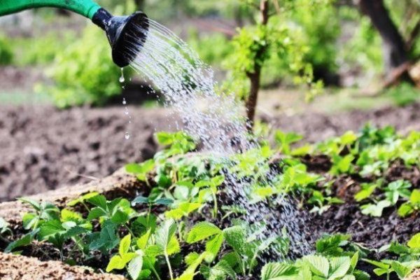 fertilizantes quelados