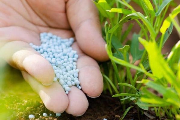 fertilizante quelatado