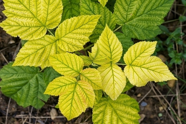 traitement de la chlorose des plantes