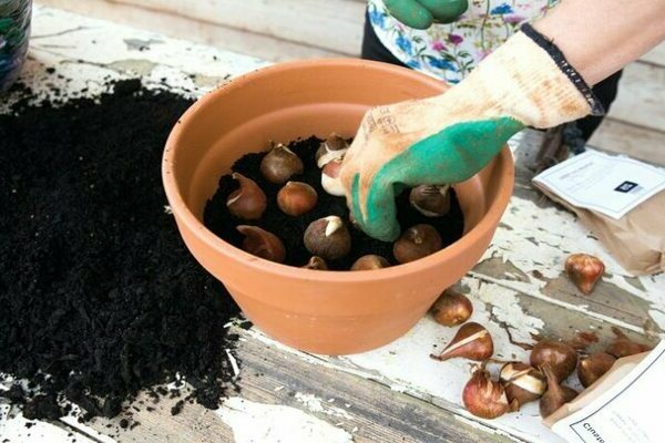 cuidado da tulipa após a floração