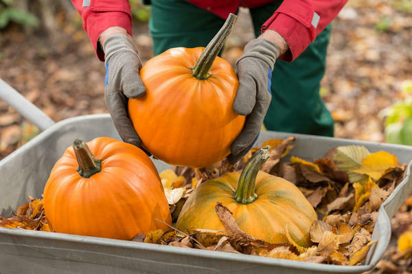 shelf life of pumpkin