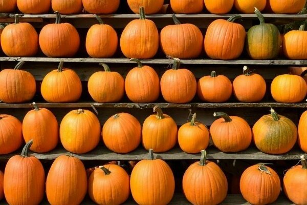 shelf life of pumpkin