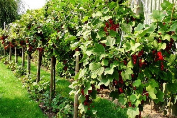 standard currant 2