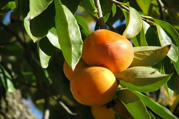 Persimmon