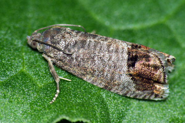 moth on currant