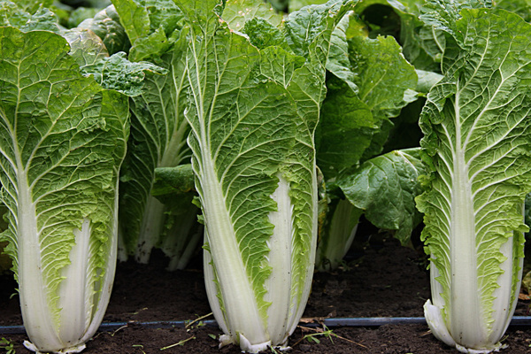 cultivation of Chinese cabbage