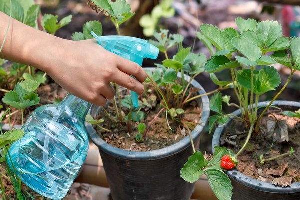 Engrais pour fraises