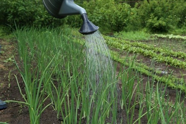 fertilizer for onions