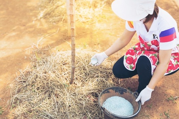 Mineral fertilizers for grapes