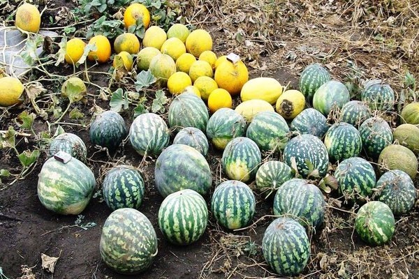 How to grow watermelons