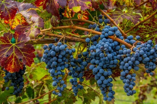 Cépages Cabernet Sauvignon