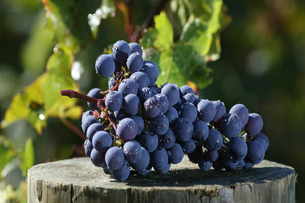 cépage cabernet sauvignon
