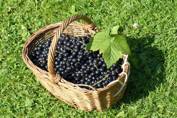 quelles groseilles récolter
