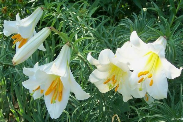 Hybrides Candidum