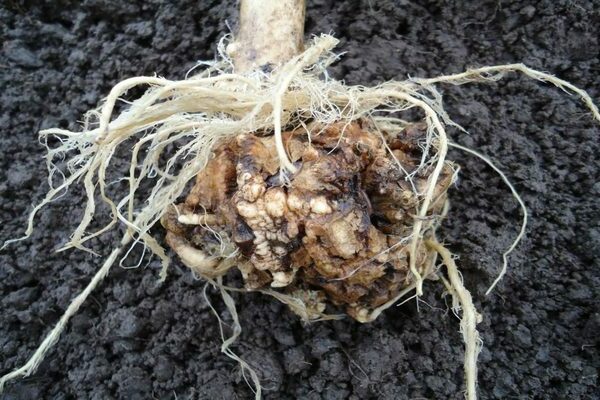 cabbage diseases