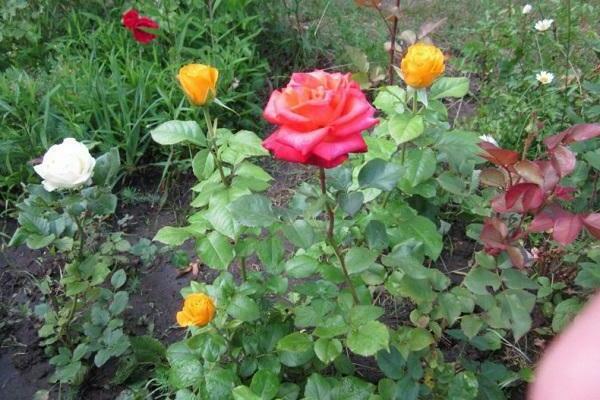 descrição de Rose Kerio