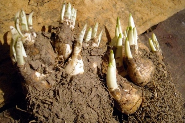 When to dig up daffodils: why dig up bulbs