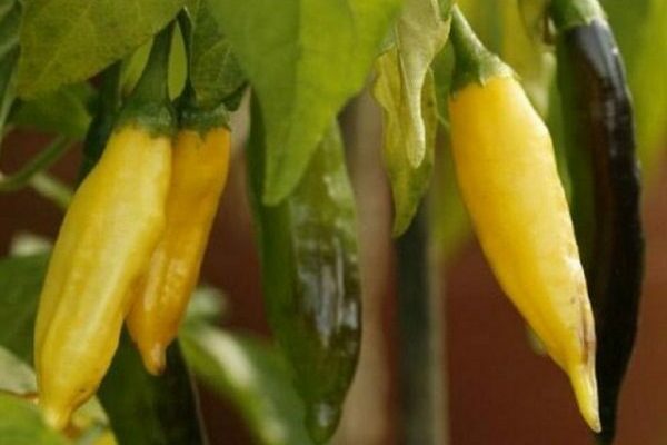 piment d'intérieur