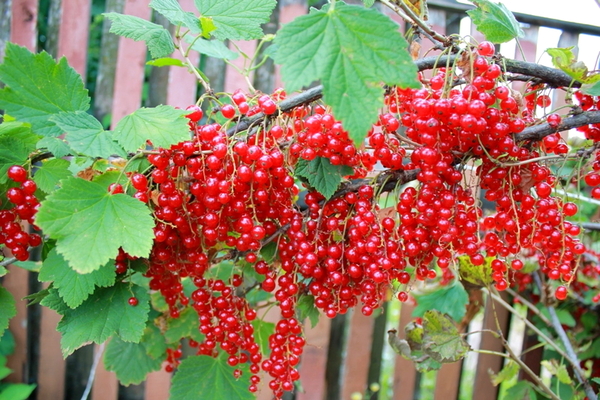 growing standard currants