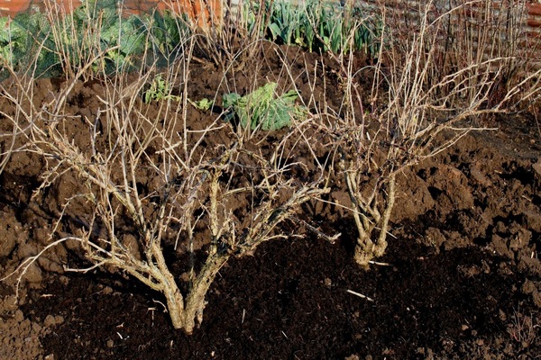 Top dressing gooseberries