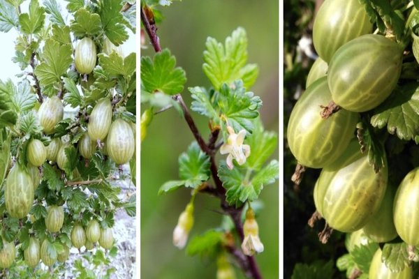 Stachelbeersorte grüner Regen