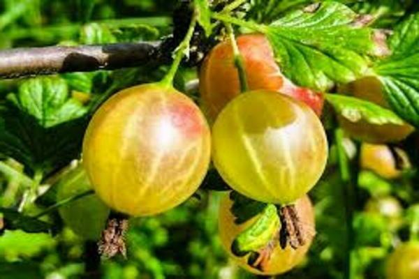 grade groseille Altai numéroté