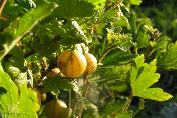 gooseberry english yellow