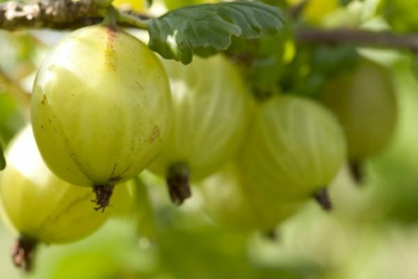 gooseberry english yellow