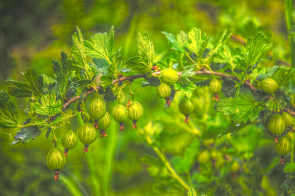 Description de la variété de groseille finlandaise