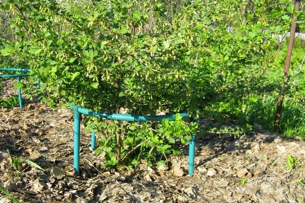 variété de groseille Cosaque avis
