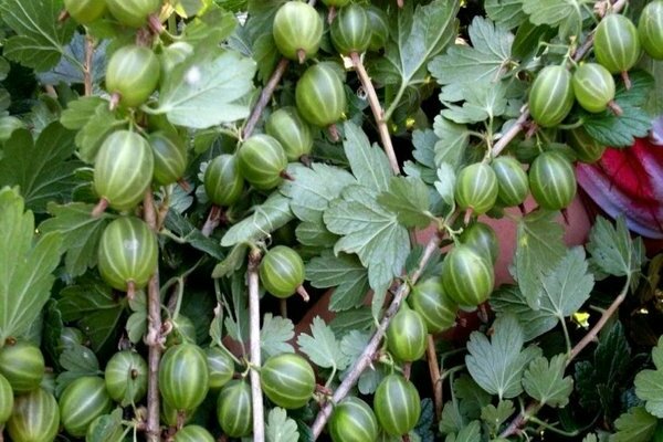 Gooseberry Naughty