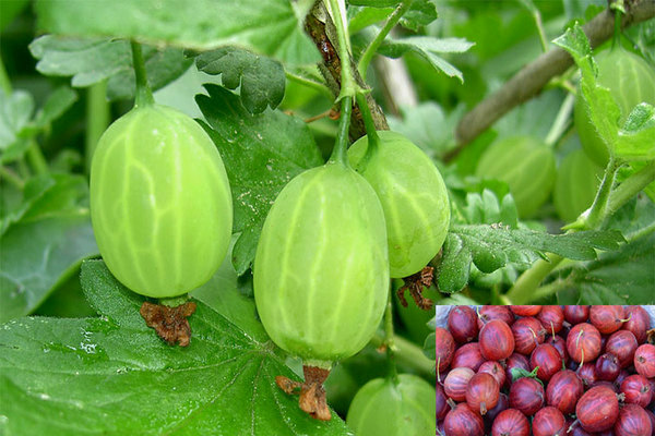 Gooseberry Naughty