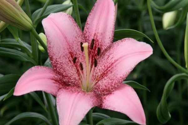 hybrides LA