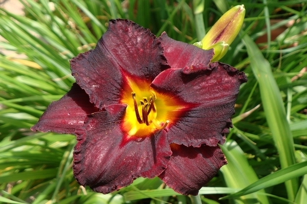 Lilies and daylilies